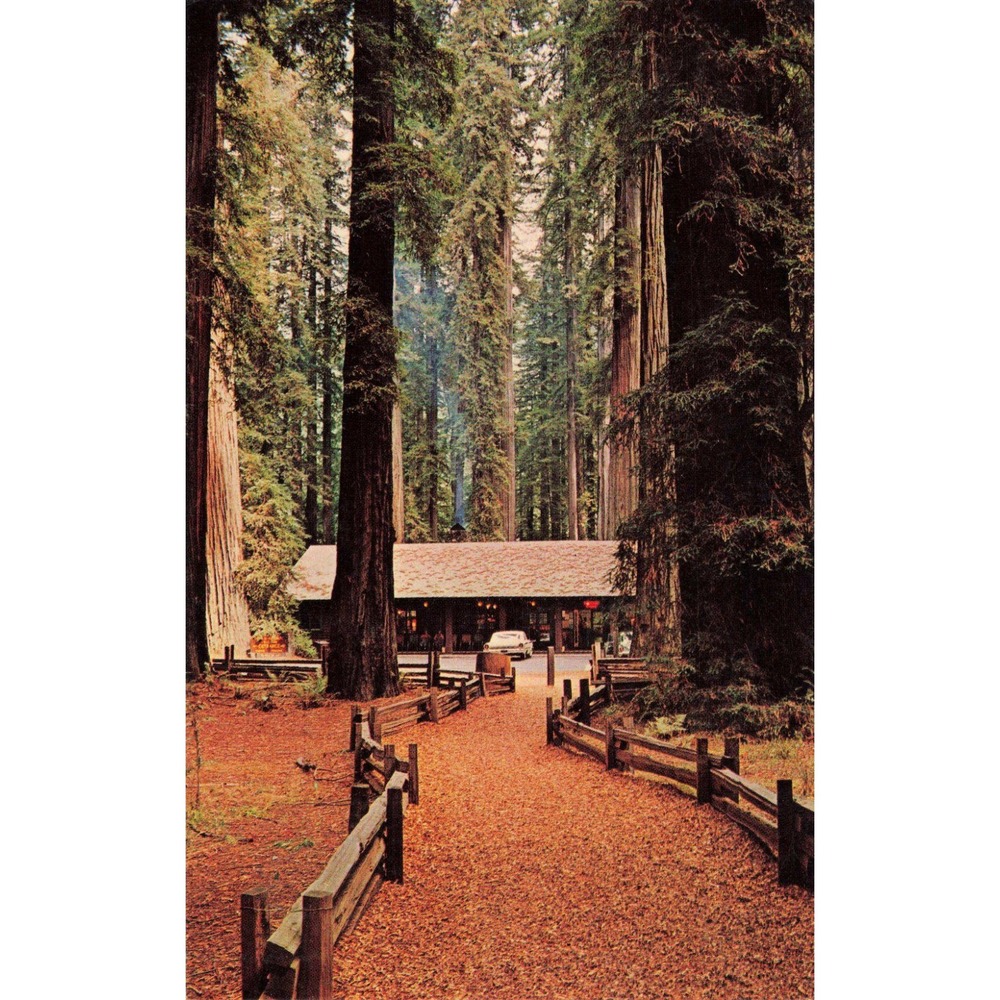 Vintage Richardson Grove State Park California Redwood Forest Postcard 1964 VG - Picture 1 of 2